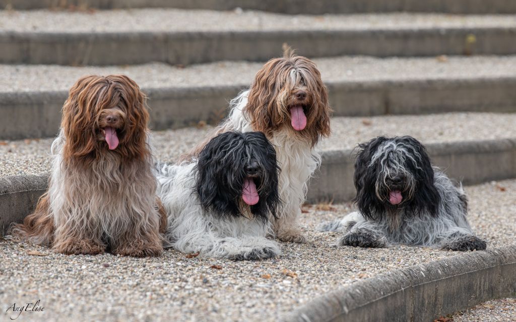 Du Royaume De Fanelia - Chiots Schapendoes 2024