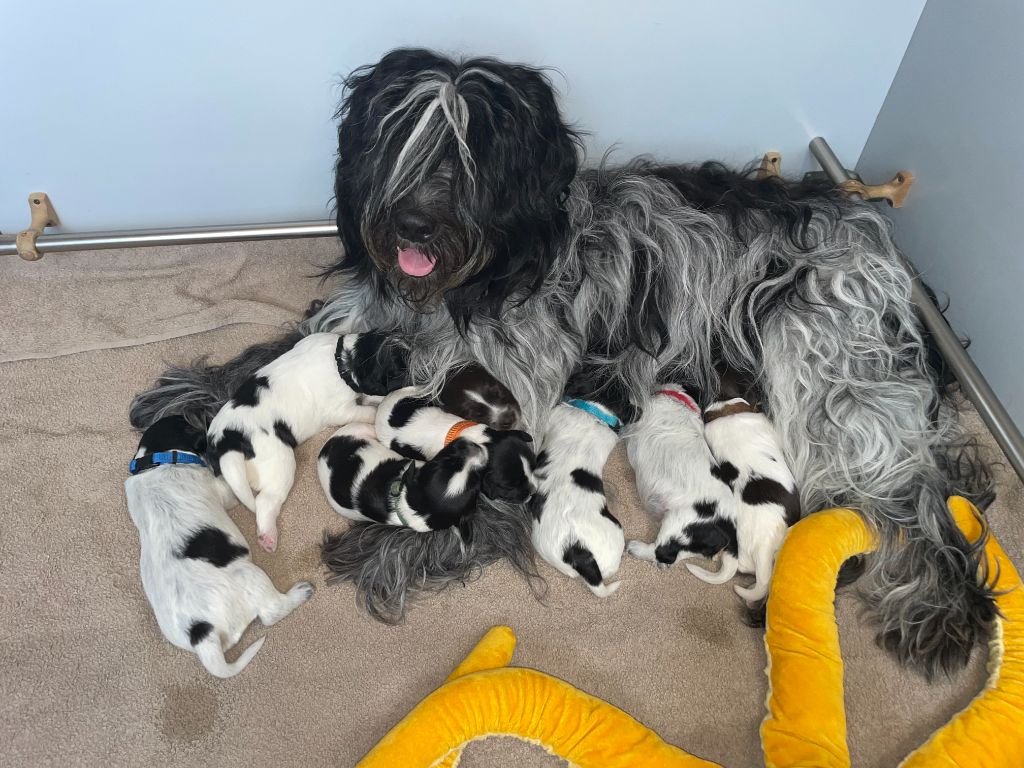 Chiots Schapendoes 2025