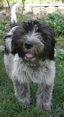 Du Royaume De Fanelia - Chiot Schapendoes Male