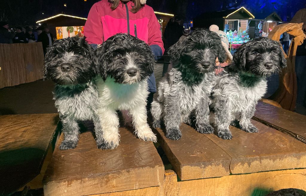 Chiots Schapendoes 2025