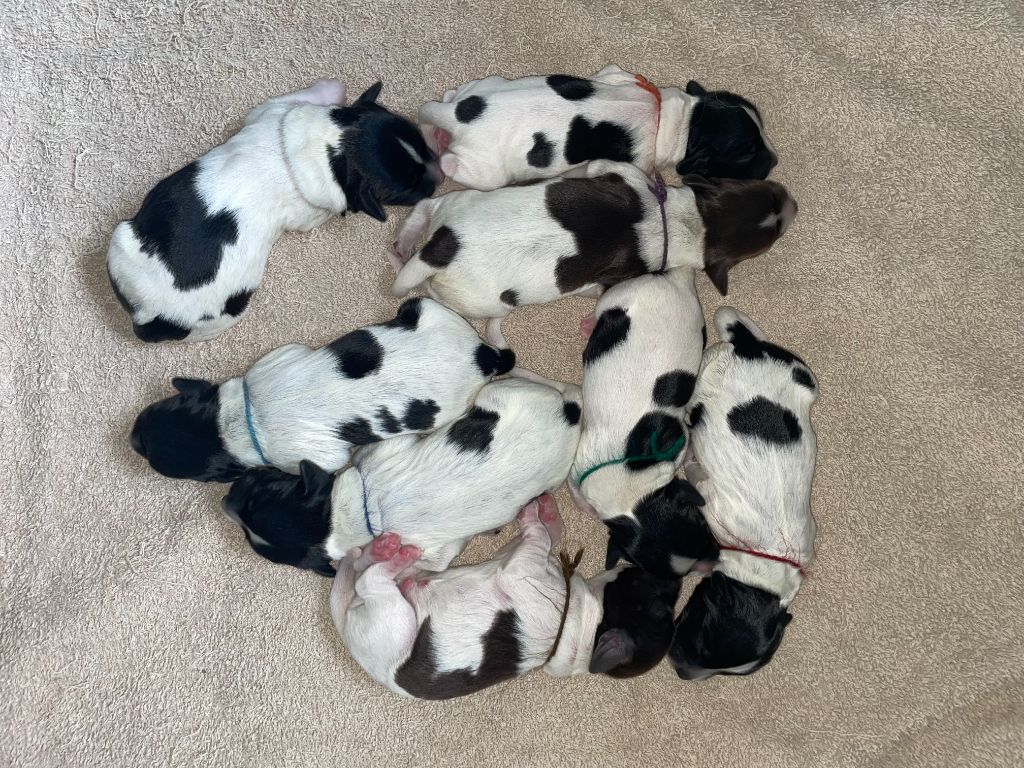 Chiots Schapendoes 2025