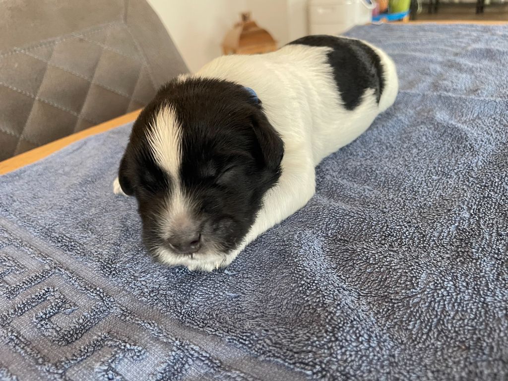 Du Royaume De Fanelia - Schapendoes - Portée née le 30/09/2024