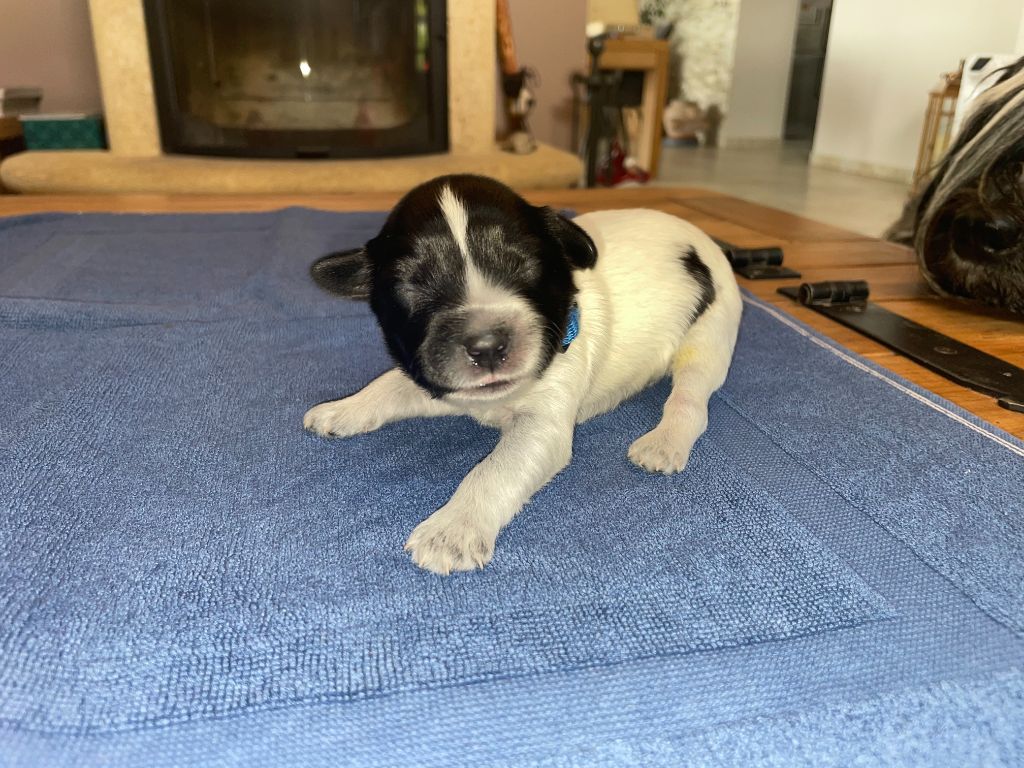 Du Royaume De Fanelia - Chiots disponibles - Schapendoes