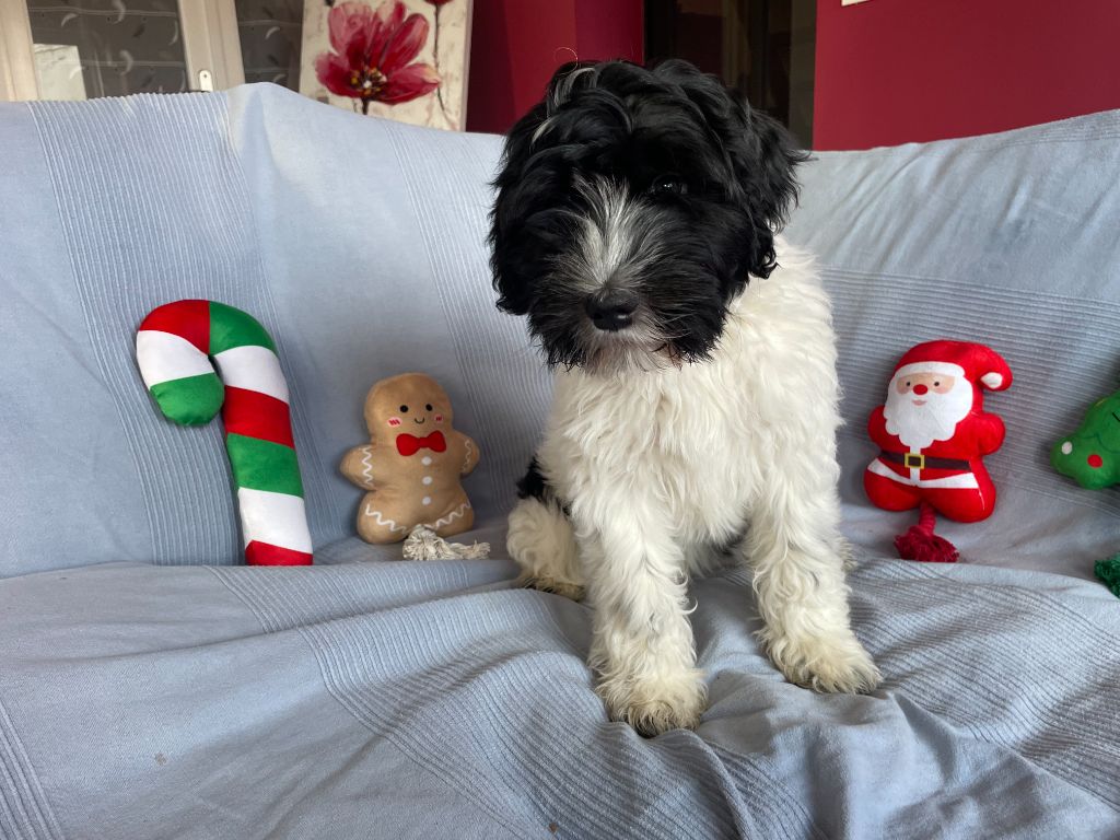 Du Royaume De Fanelia - Chiots disponibles - Schapendoes