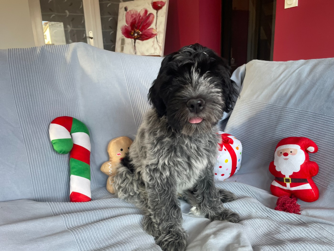 Du Royaume De Fanelia - Chiots disponibles - Schapendoes