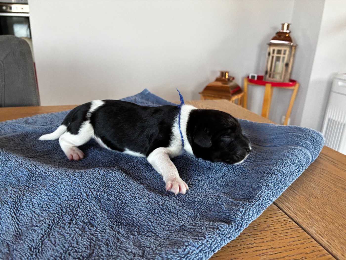 Du Royaume De Fanelia - Chiots disponibles - Schapendoes