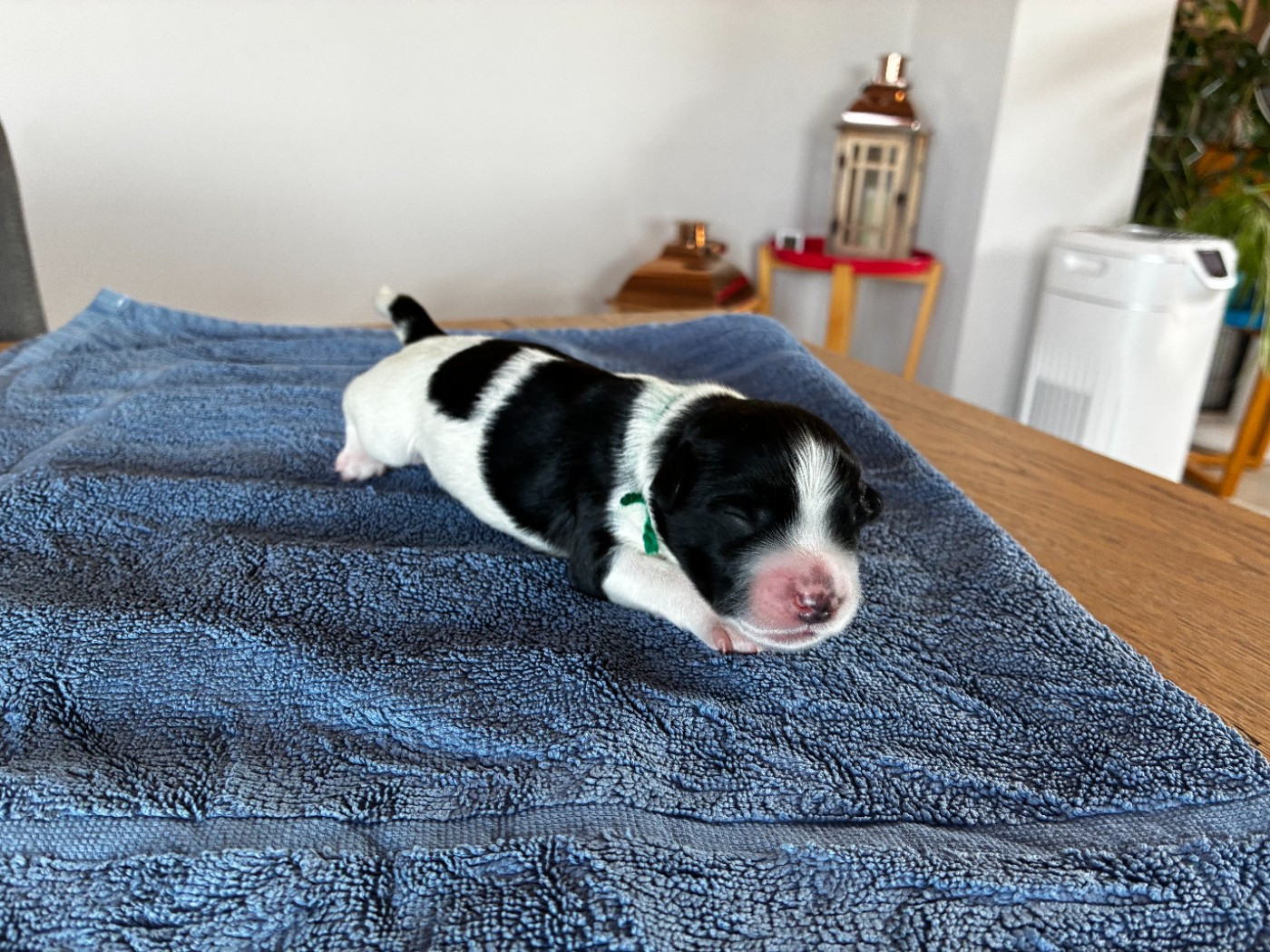Du Royaume De Fanelia - Chiots disponibles - Schapendoes