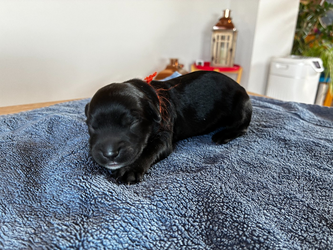 Du Royaume De Fanelia - Chiots disponibles - Schapendoes