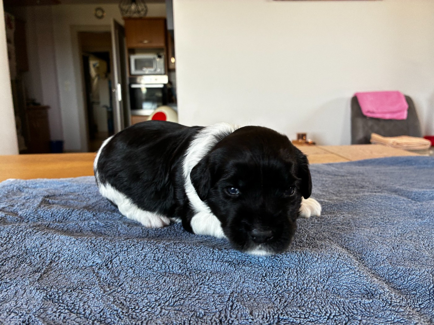 Du Royaume De Fanelia - Chiots disponibles - Schapendoes