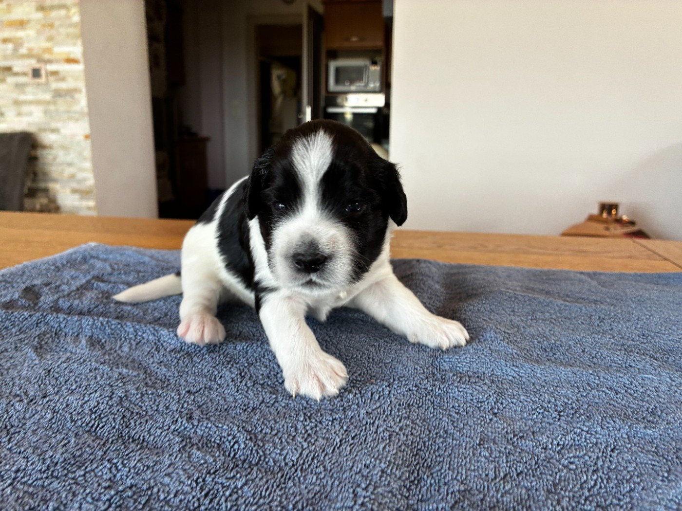 Du Royaume De Fanelia - Chiots disponibles - Schapendoes