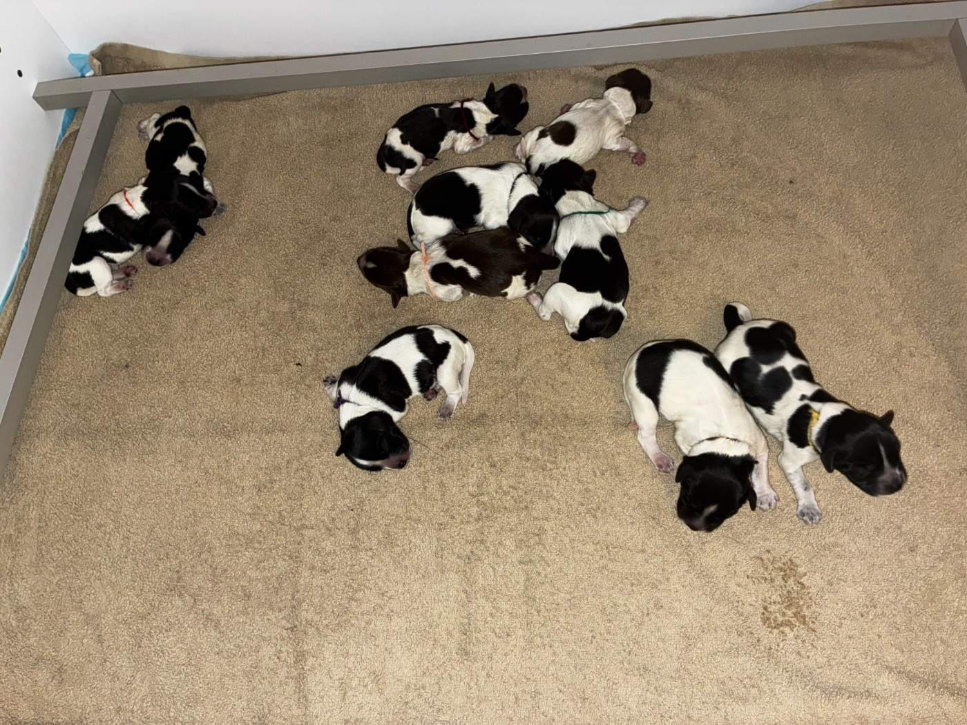 Du Royaume De Fanelia - Chiots disponibles - Schapendoes