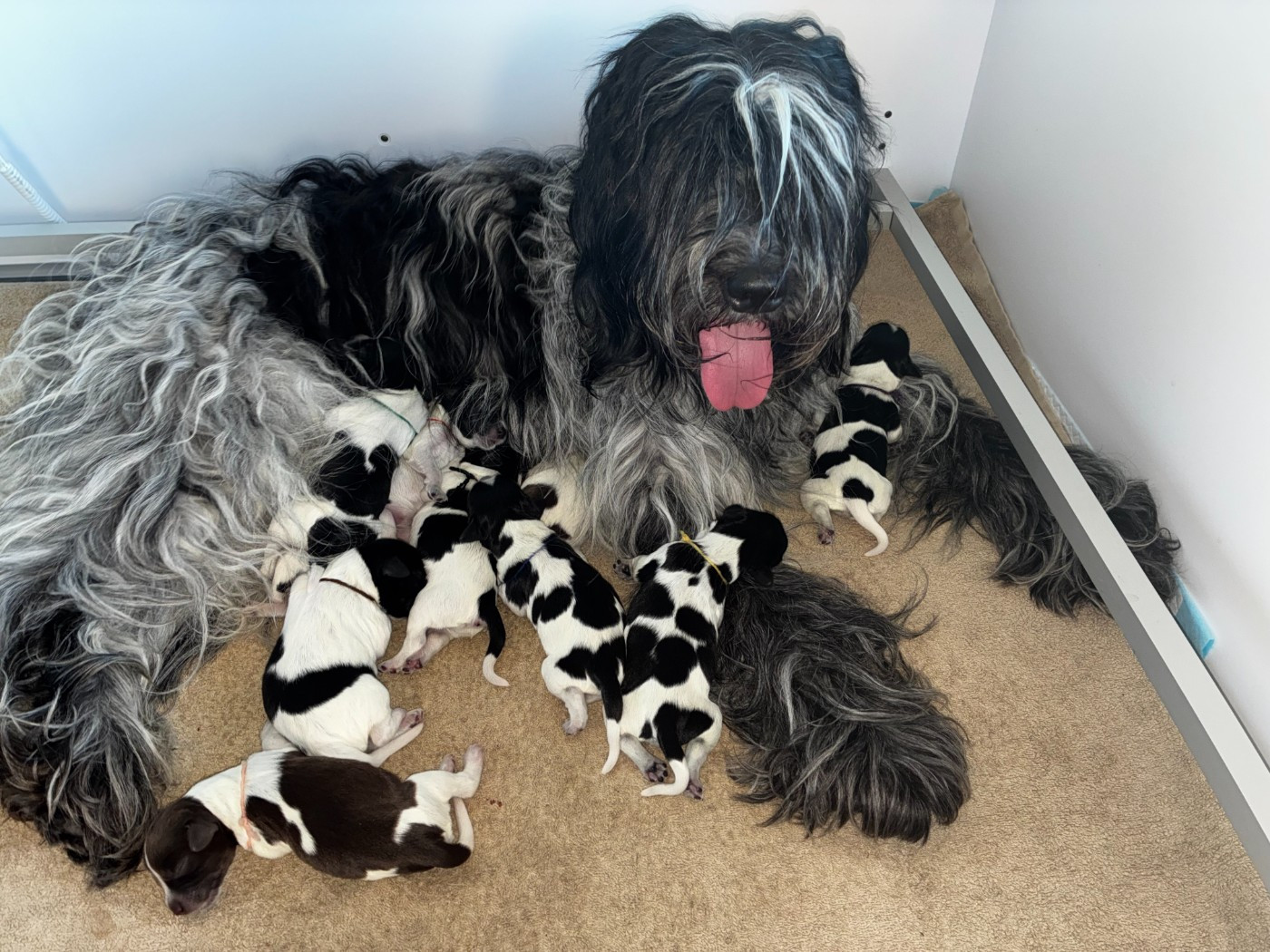 Du Royaume De Fanelia - Chiots disponibles - Schapendoes