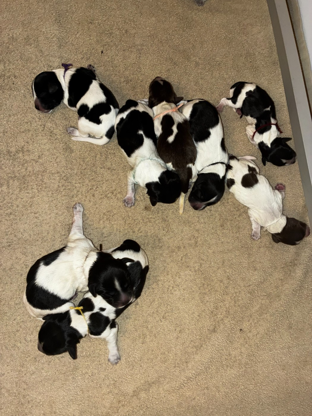 Du Royaume De Fanelia - Chiots disponibles - Schapendoes