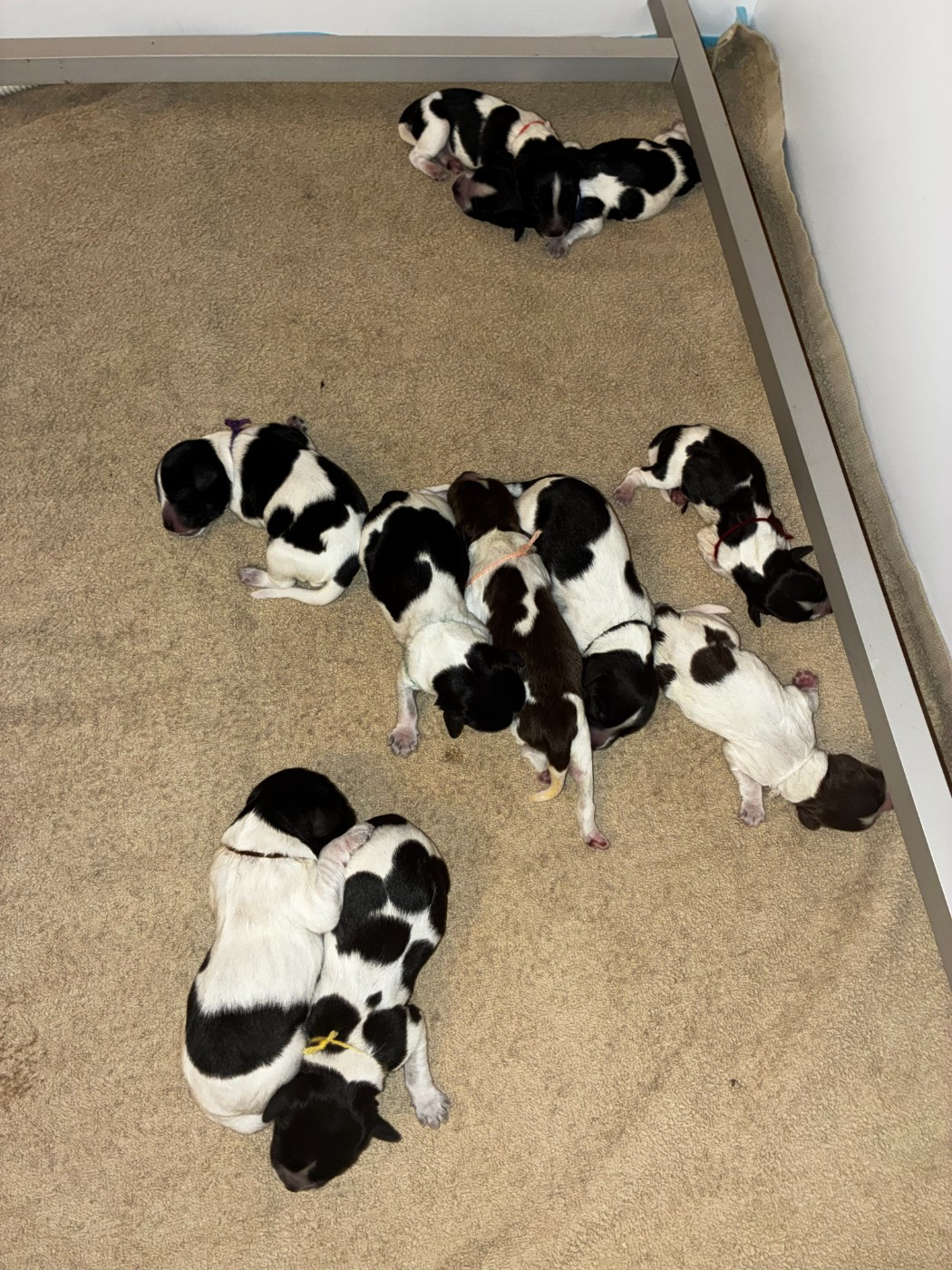Du Royaume De Fanelia - Chiots disponibles - Schapendoes