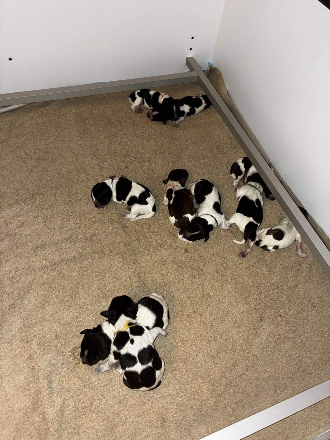 Du Royaume De Fanelia - Chiots disponibles - Schapendoes