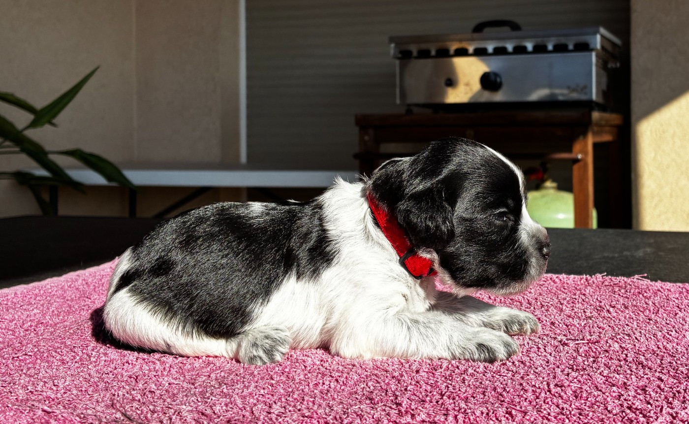 Du Royaume De Fanelia - Chiots disponibles - Schapendoes