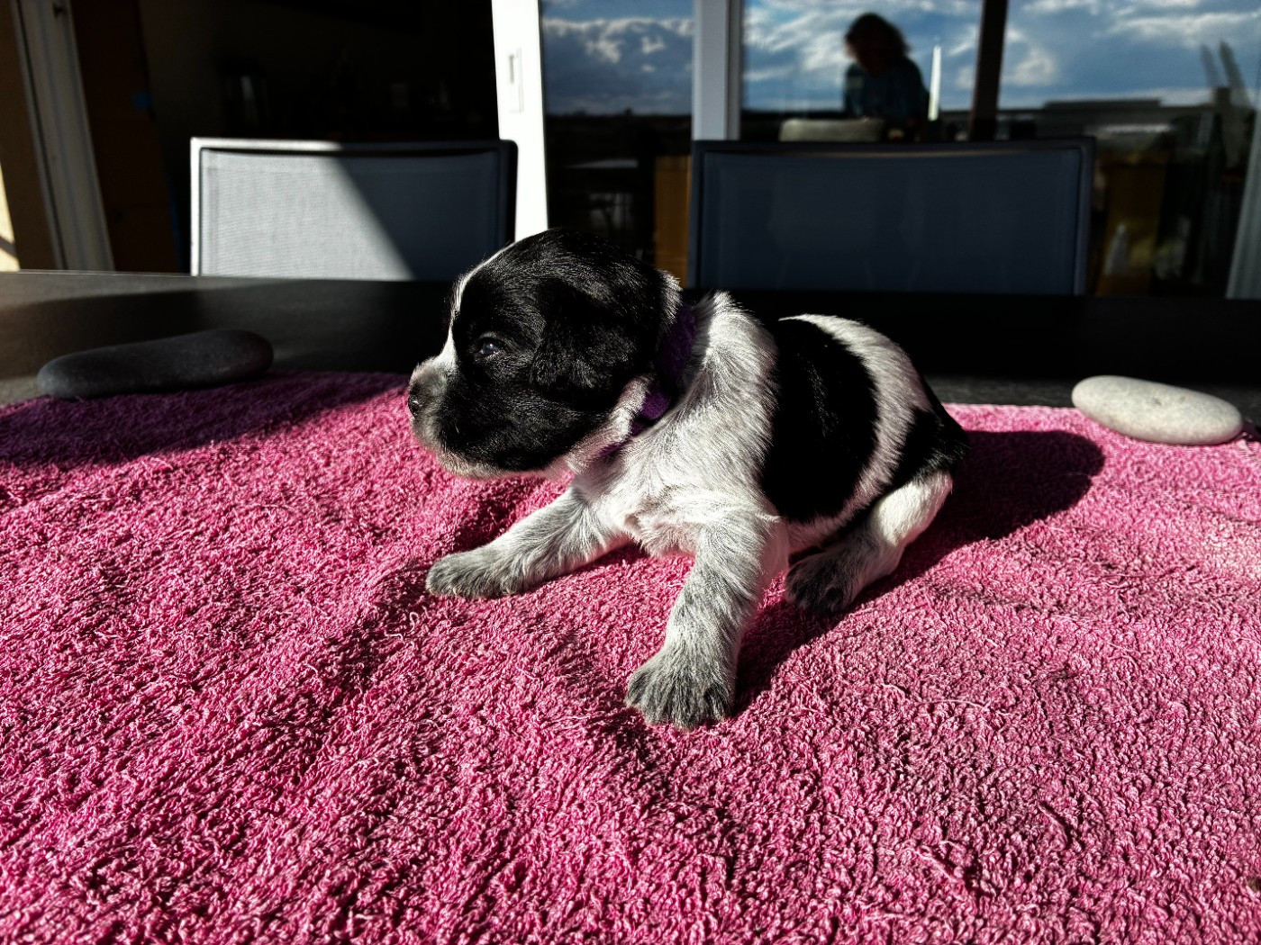 Du Royaume De Fanelia - Chiots disponibles - Schapendoes