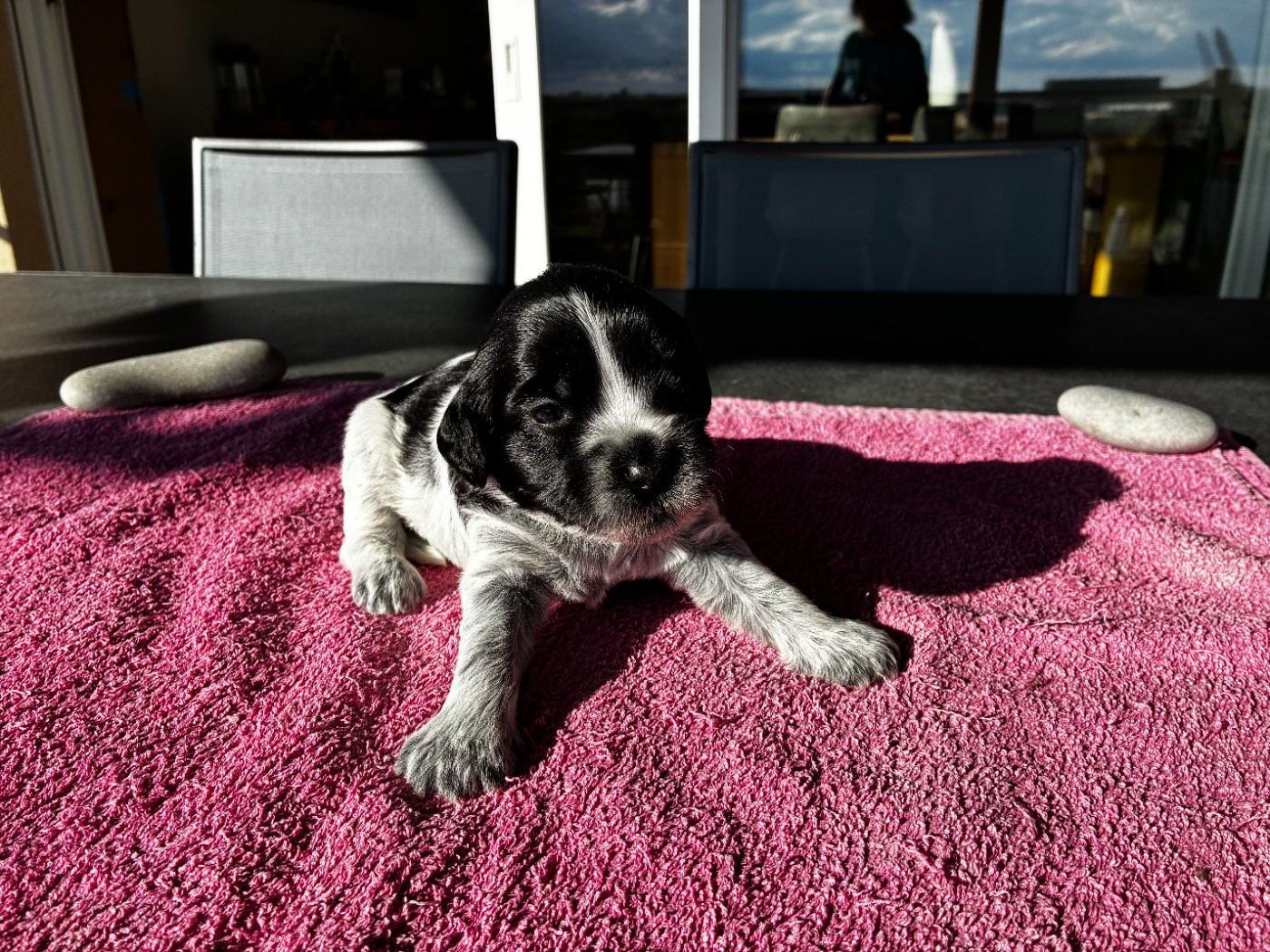 Du Royaume De Fanelia - Chiots disponibles - Schapendoes
