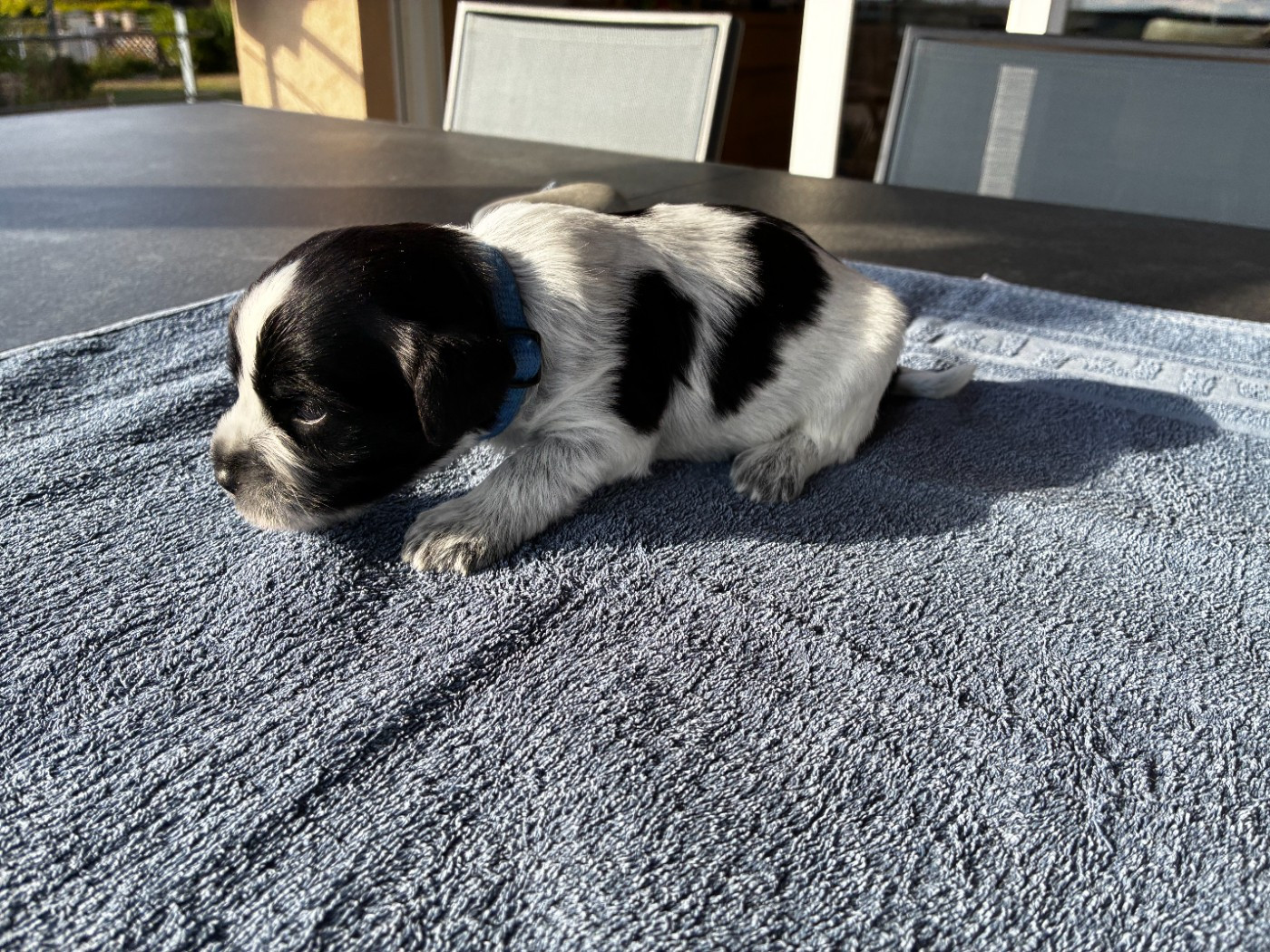 Du Royaume De Fanelia - Chiots disponibles - Schapendoes