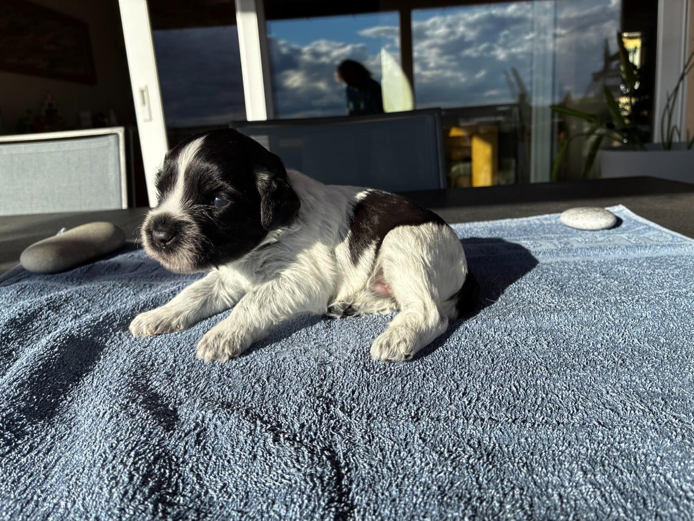 Du Royaume De Fanelia - Chiots disponibles - Schapendoes