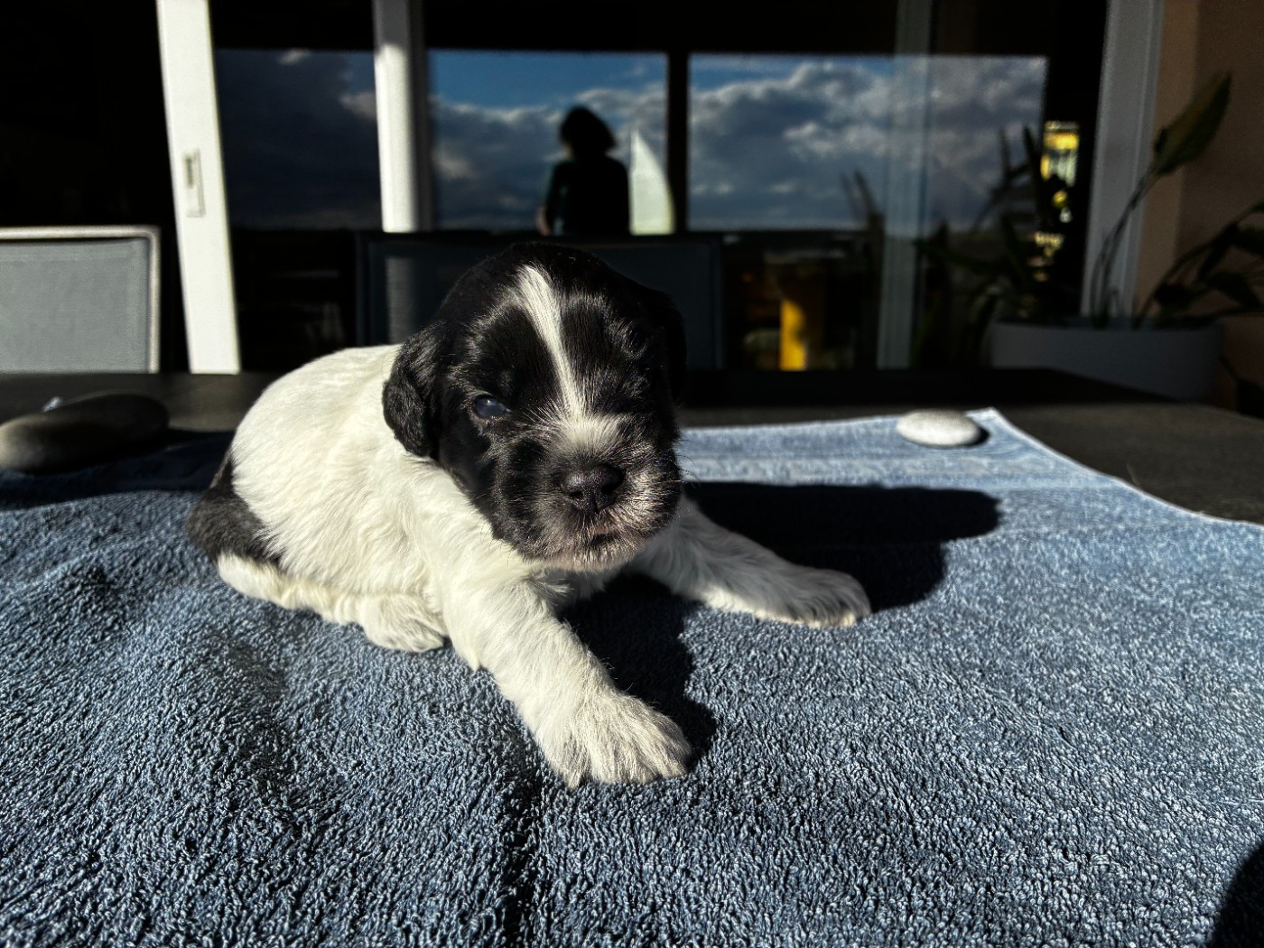 Du Royaume De Fanelia - Chiots disponibles - Schapendoes