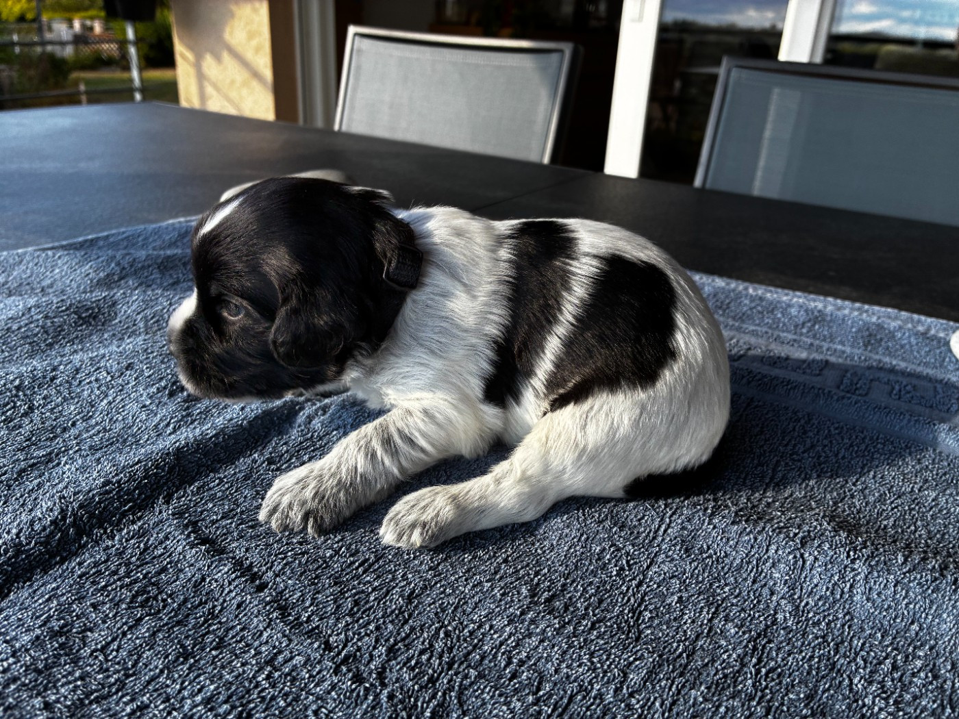 Du Royaume De Fanelia - Chiots disponibles - Schapendoes