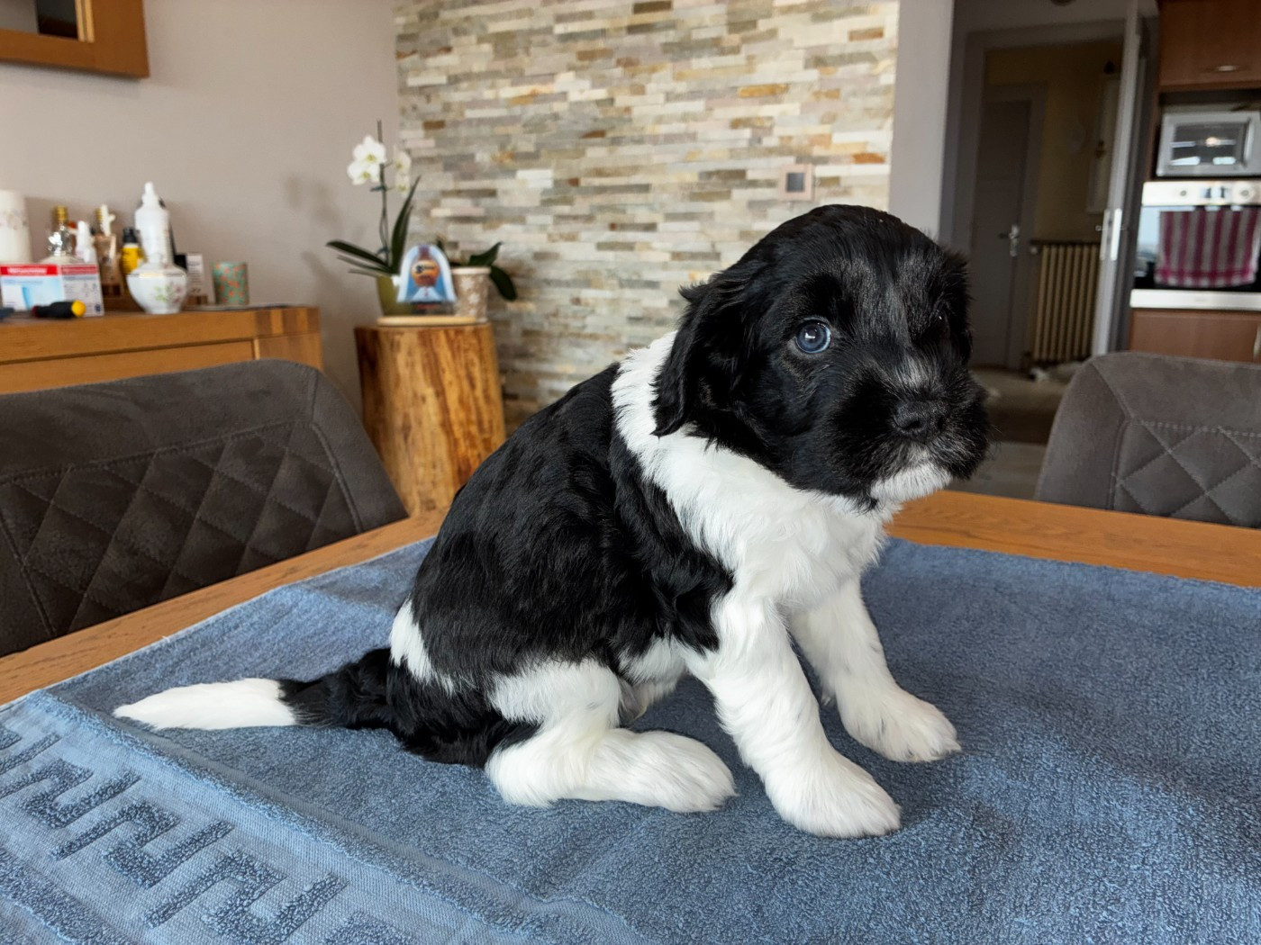 Du Royaume De Fanelia - Chiots disponibles - Schapendoes