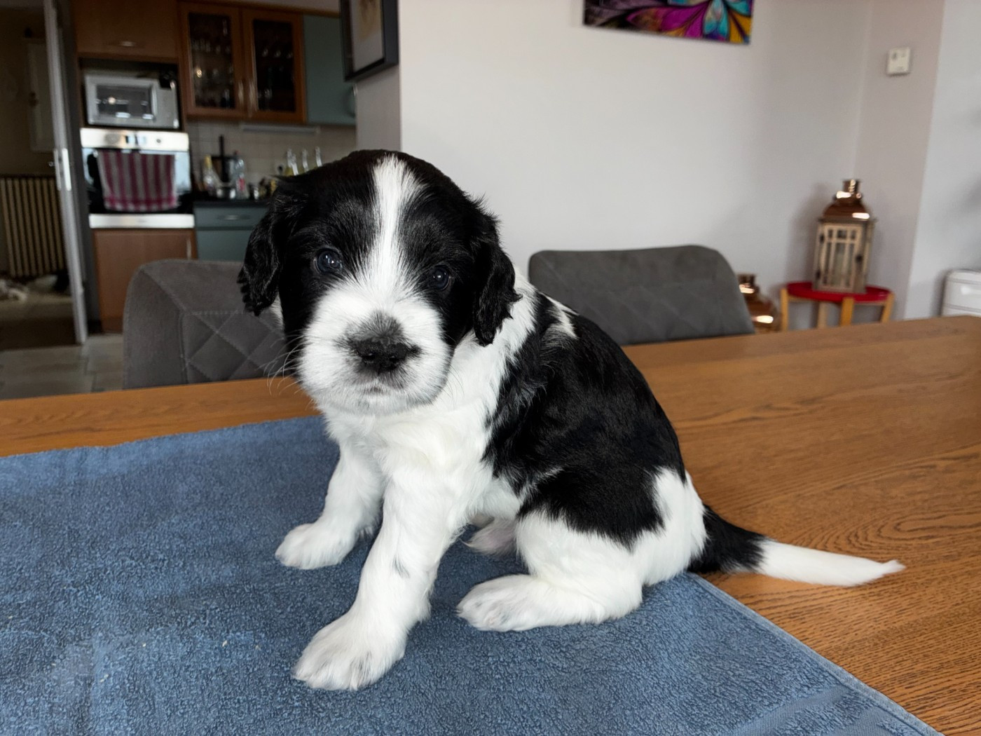 Du Royaume De Fanelia - Chiots disponibles - Schapendoes