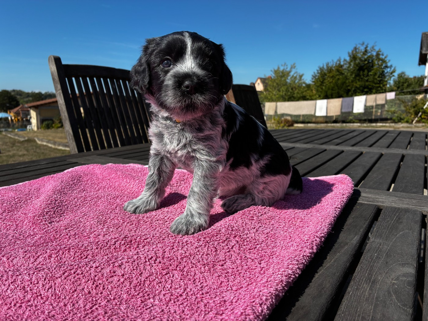 Du Royaume De Fanelia - Chiots disponibles - Schapendoes