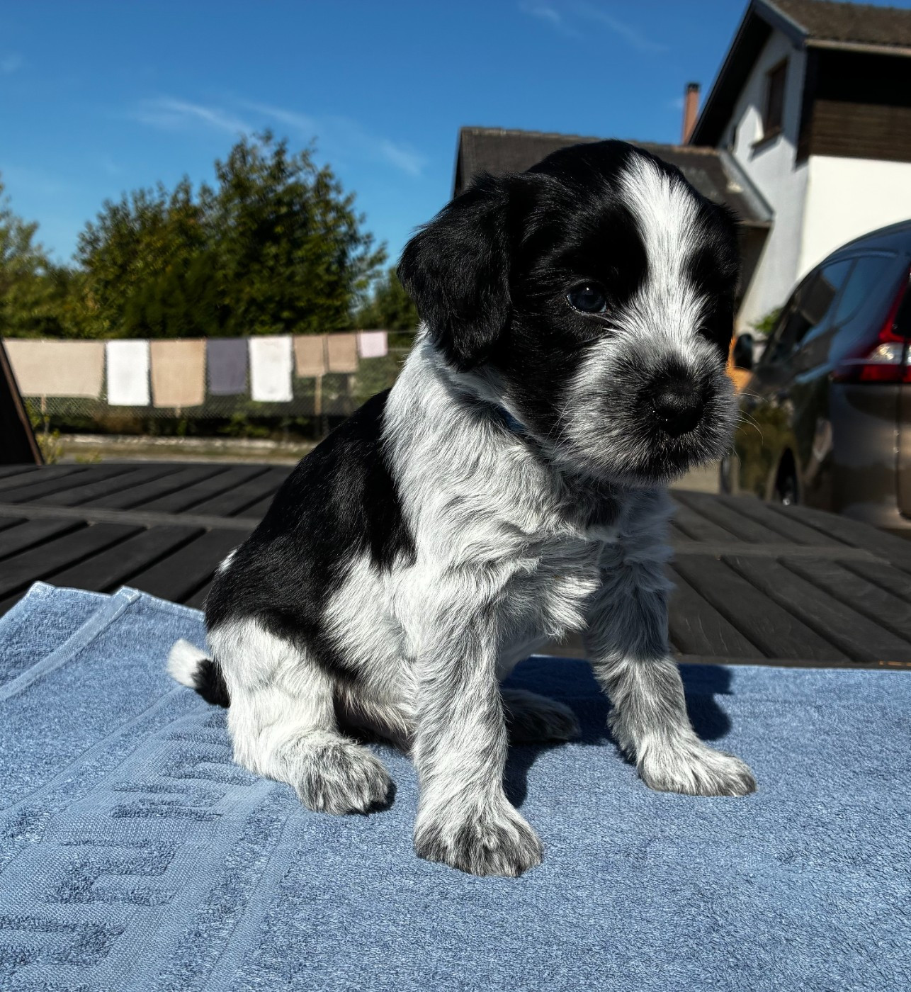 Du Royaume De Fanelia - Chiots disponibles - Schapendoes