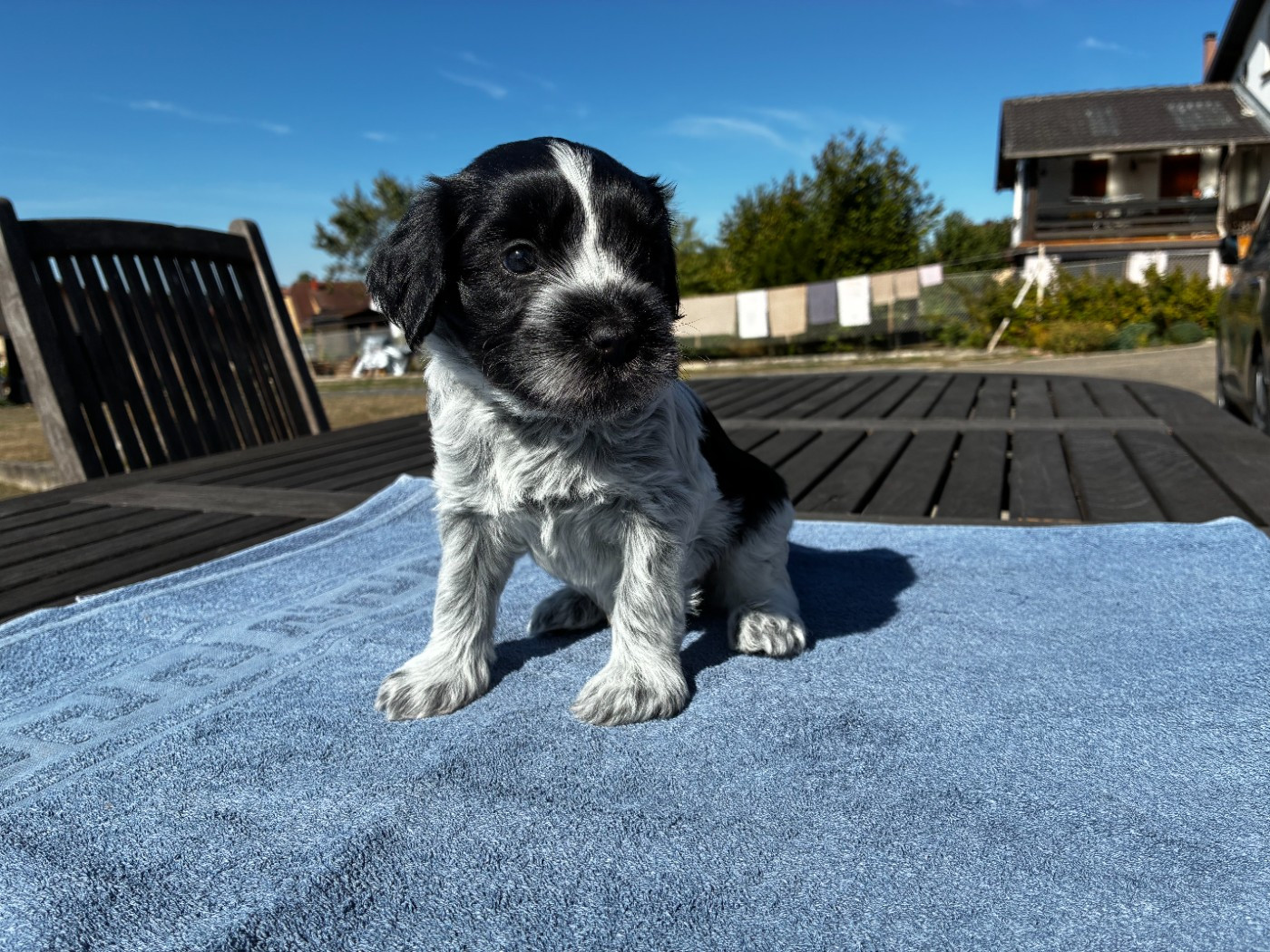 Du Royaume De Fanelia - Chiots disponibles - Schapendoes