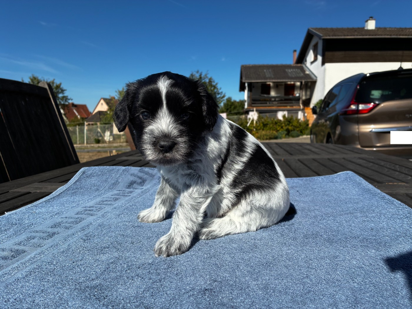 Du Royaume De Fanelia - Chiots disponibles - Schapendoes