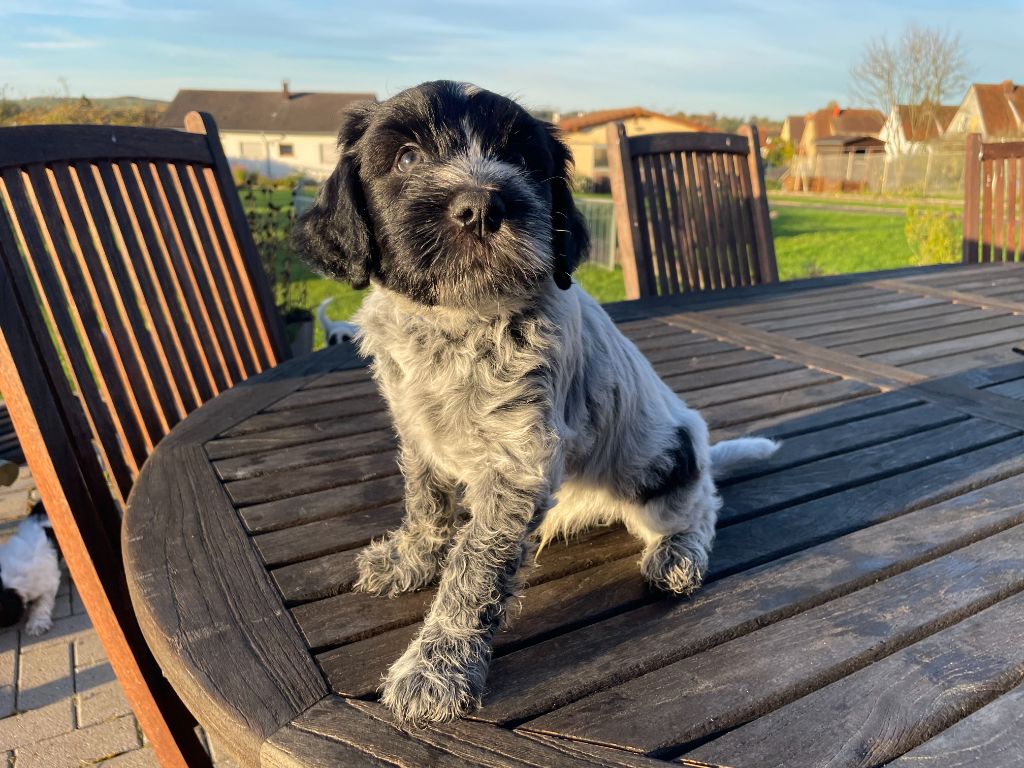 Du Royaume De Fanelia - Chiots disponibles - Schapendoes