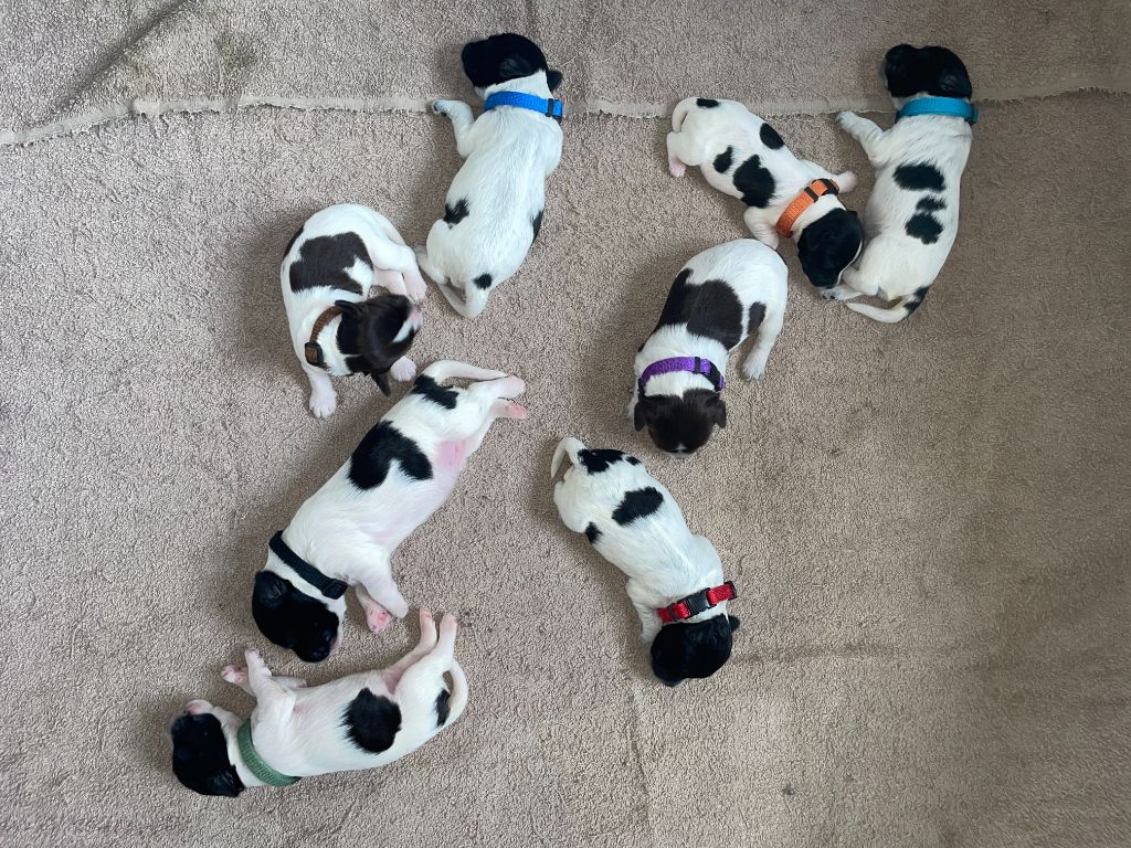 Chiot Schapendoes Du Royaume De Fanelia