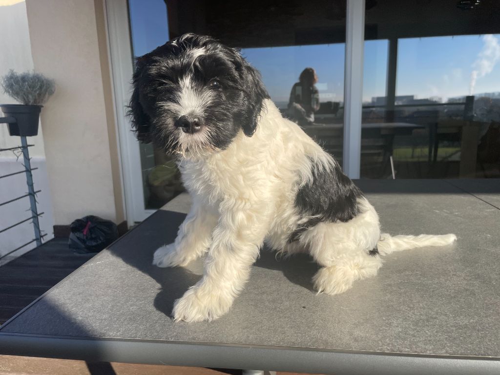 Du Royaume De Fanelia - Chiots disponibles - Schapendoes