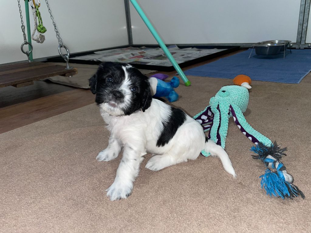 Du Royaume De Fanelia - Chiots disponibles - Schapendoes