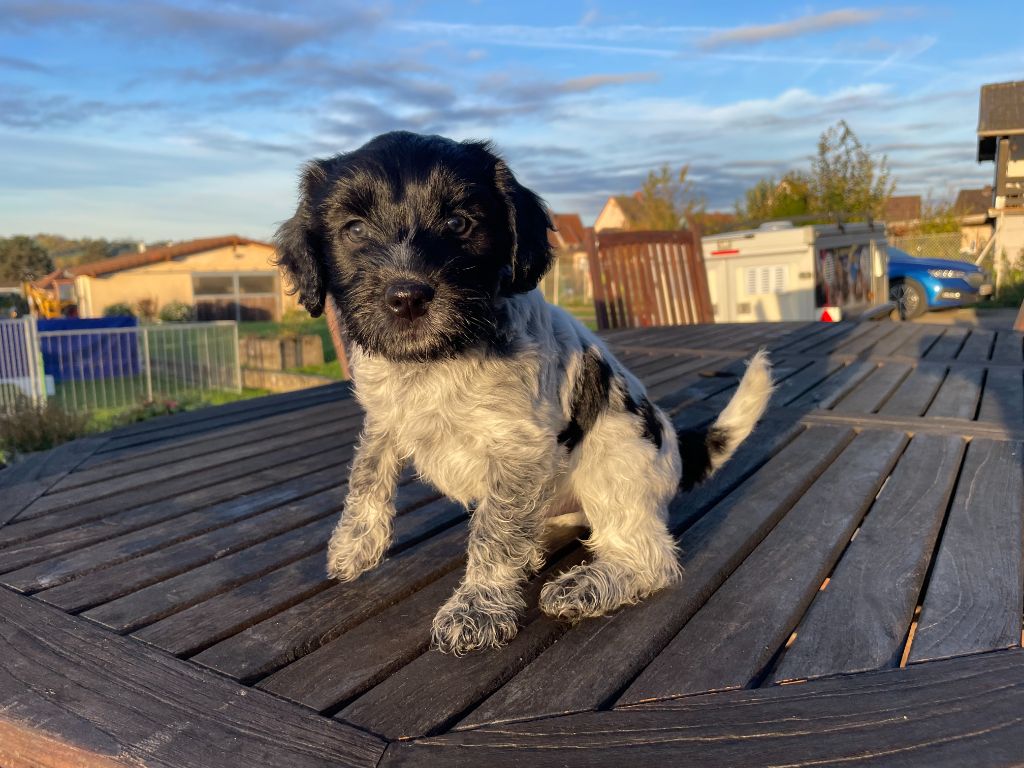 Du Royaume De Fanelia - Chiots disponibles - Schapendoes