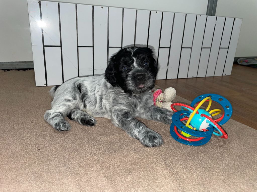 Du Royaume De Fanelia - Chiots disponibles - Schapendoes