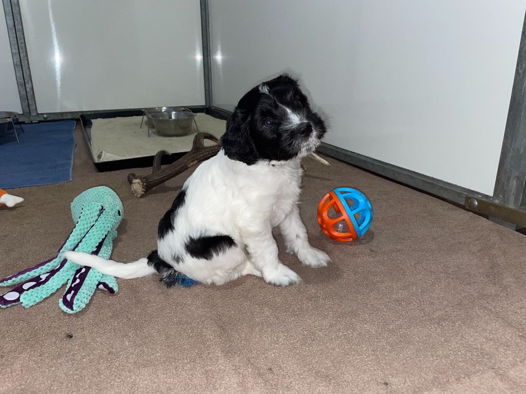 Du Royaume De Fanelia - Chiots disponibles - Schapendoes