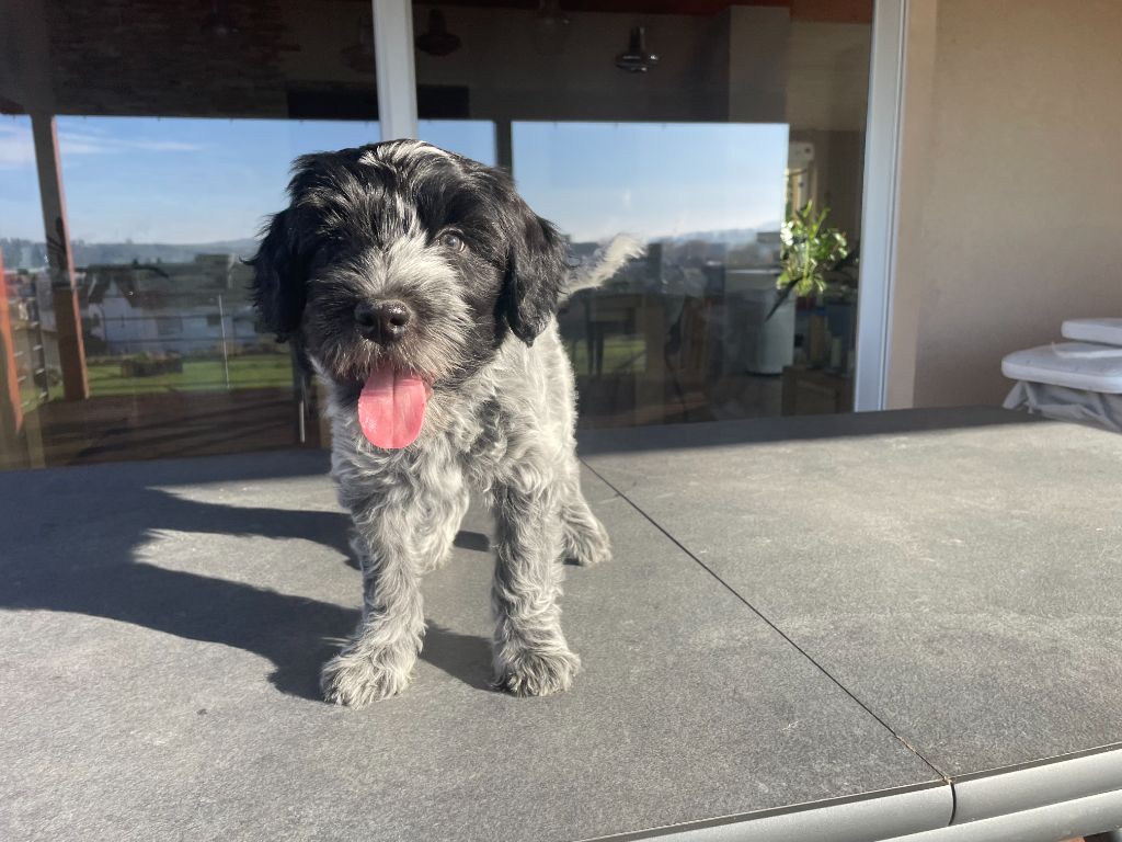 Du Royaume De Fanelia - Chiots disponibles - Schapendoes