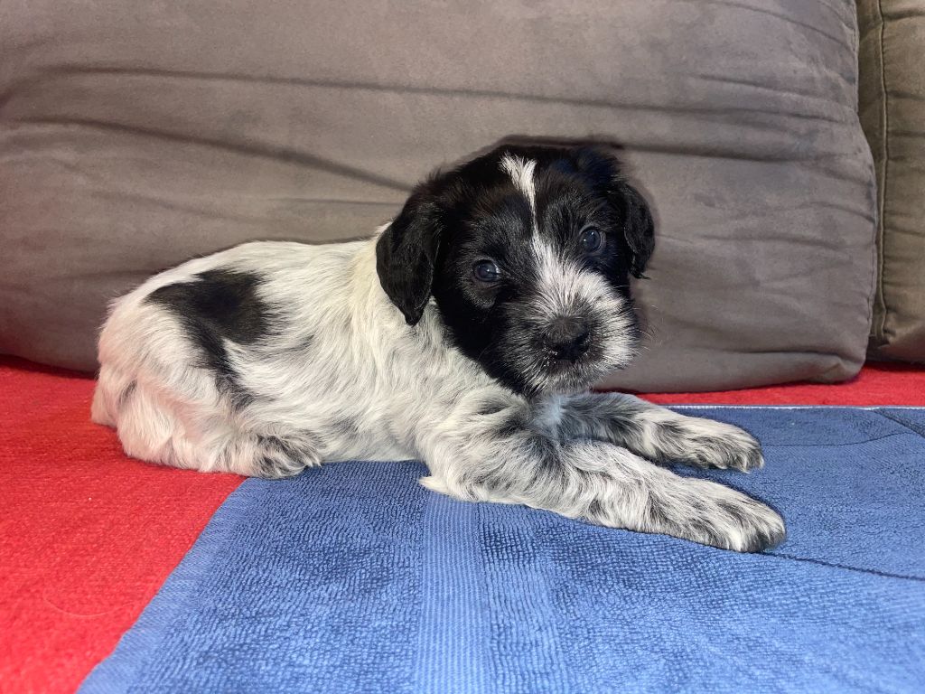 Du Royaume De Fanelia - Chiots disponibles - Schapendoes