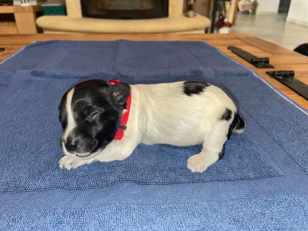 Du Royaume De Fanelia - Chiots disponibles - Schapendoes