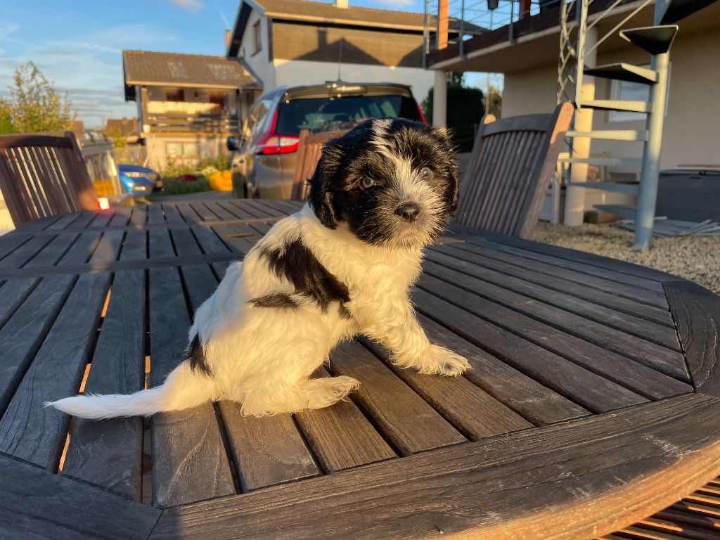 Du Royaume De Fanelia - Chiots disponibles - Schapendoes