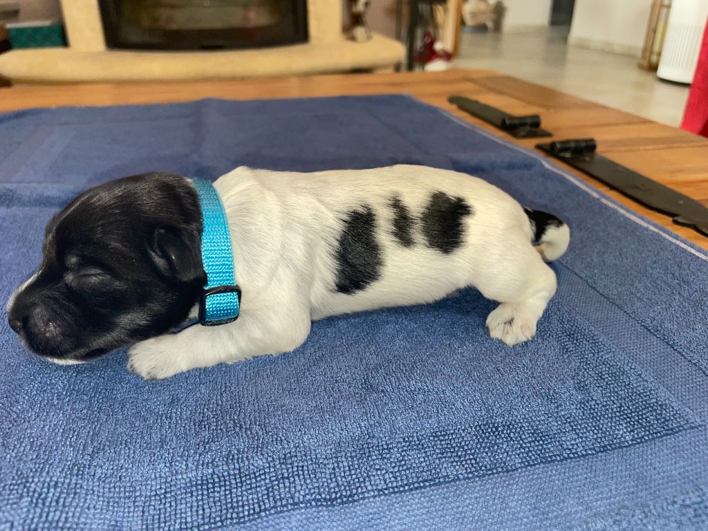 Du Royaume De Fanelia - Chiots disponibles - Schapendoes