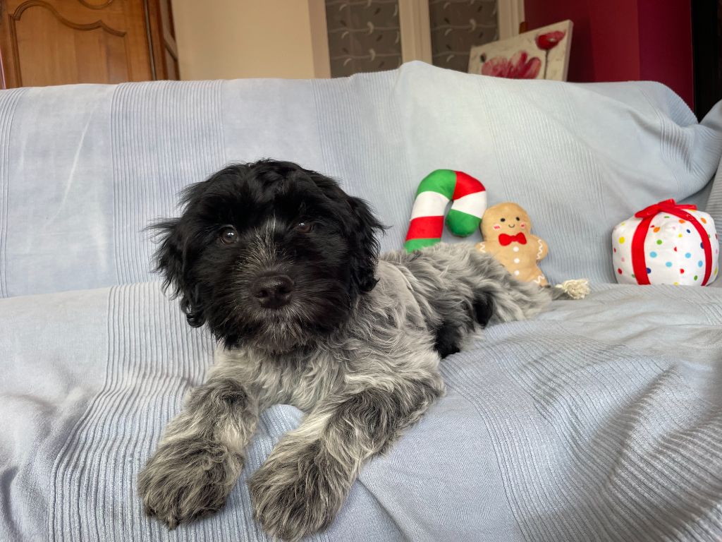 Du Royaume De Fanelia - Chiots disponibles - Schapendoes