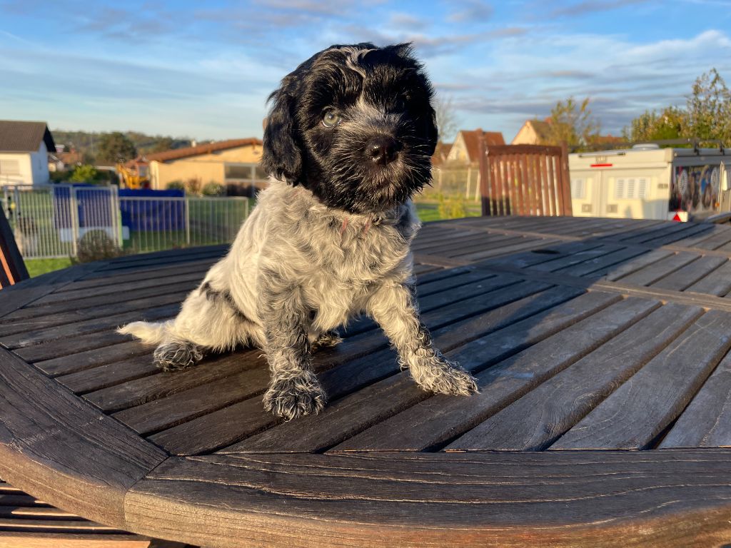 Du Royaume De Fanelia - Chiots disponibles - Schapendoes