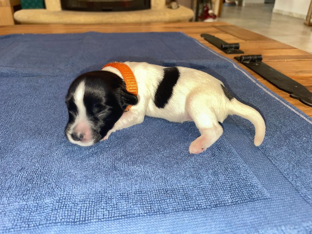 Du Royaume De Fanelia - Chiots disponibles - Schapendoes