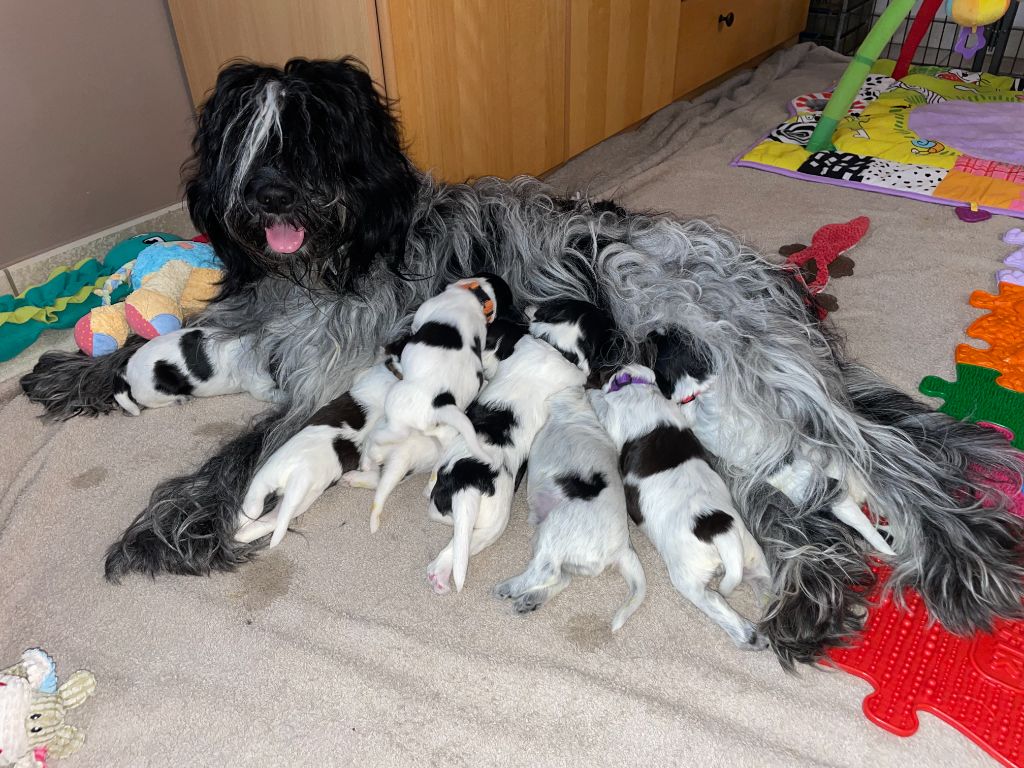 Chiot Schapendoes Du Royaume De Fanelia