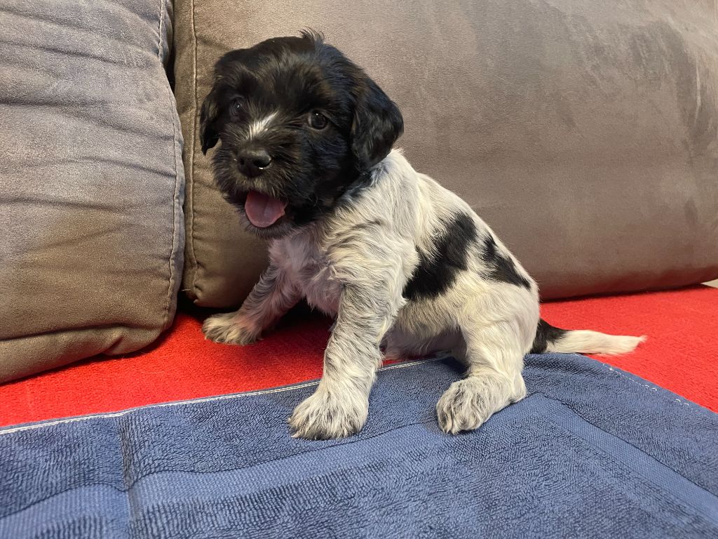 Du Royaume De Fanelia - Chiots disponibles - Schapendoes