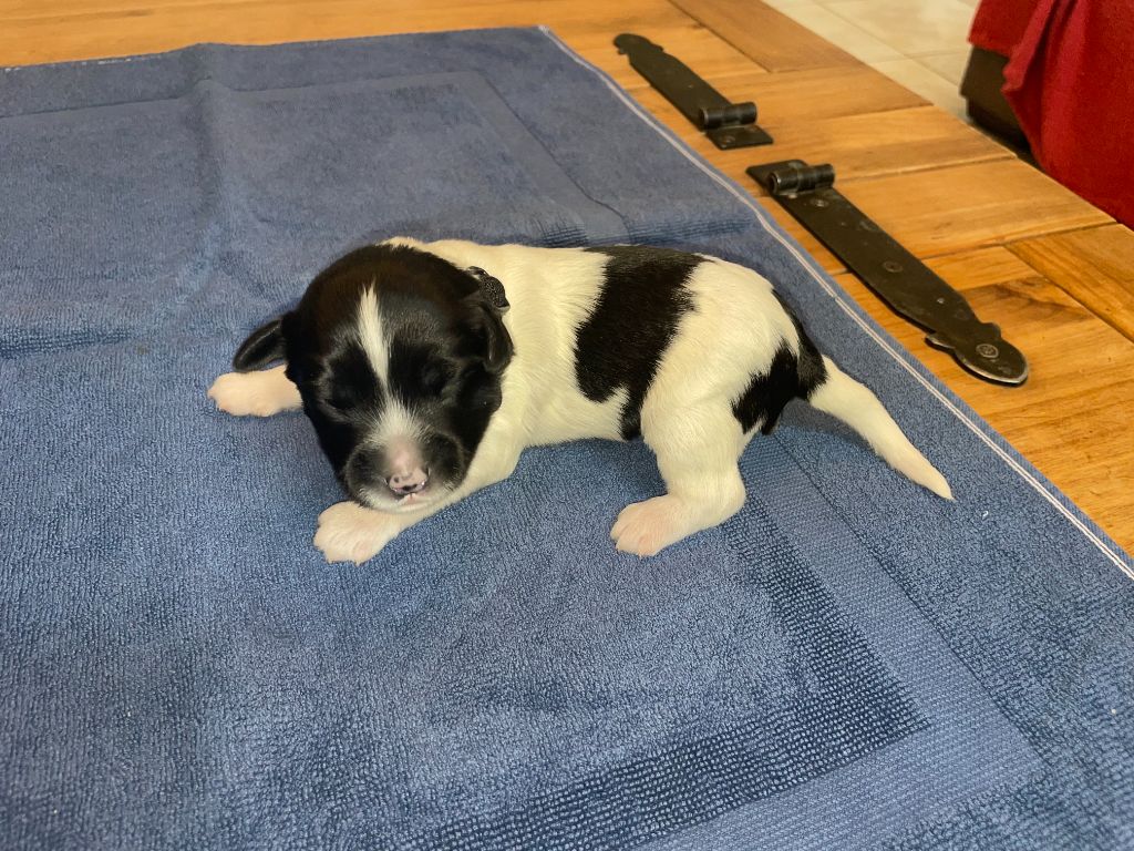 Du Royaume De Fanelia - Chiots disponibles - Schapendoes